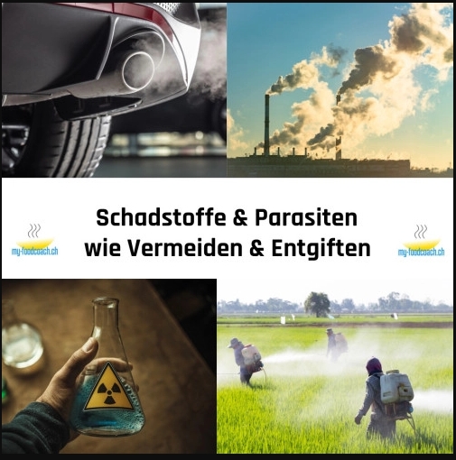 Entgiften und Schadstofffrei leben Erfahrungen – Mein ausführlicher Erfahrungsbericht zum Online-Kurs